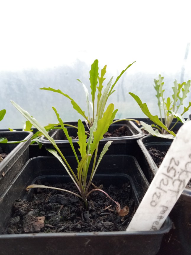 Rocket seedlings