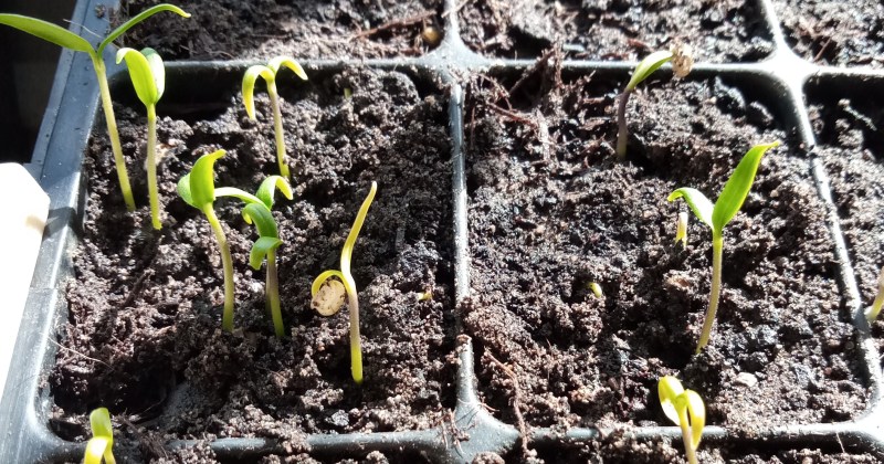 Chilli seedlings