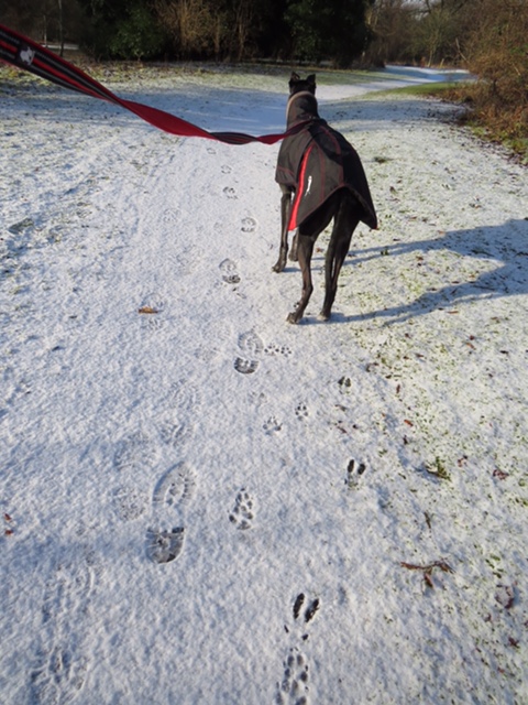 Photo of deer prints on a snowy path in the foreground and a black greyhound dog wearing a dog coat. Dog is on a lead which is being held by the person taking the photo who is out of shot.
