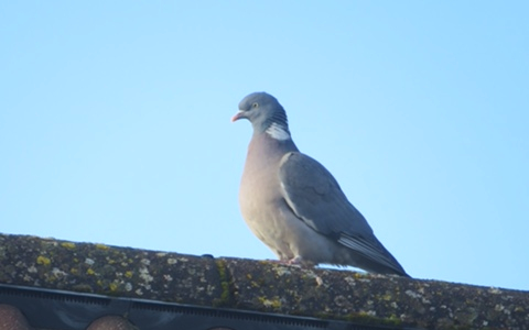 Pigeon standing on a roof, with blue sky as a background