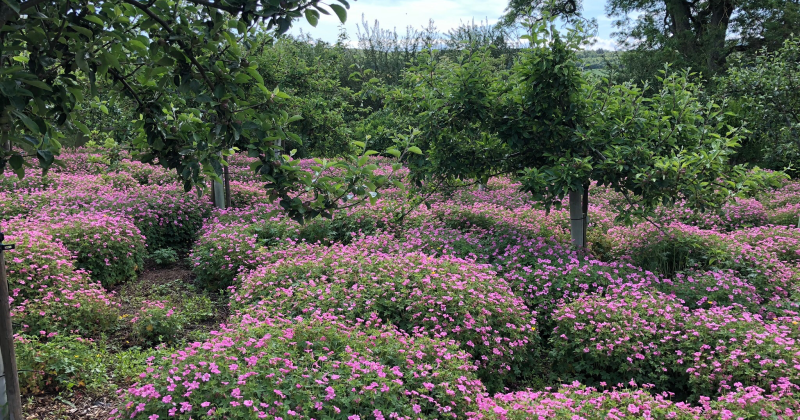 photo of the Strathkinnes orchard