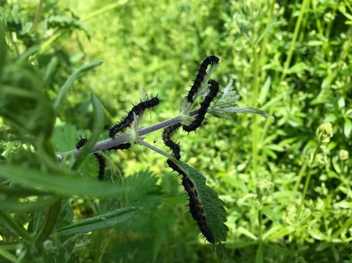 Peacock butterfly caterpillars on Nettles