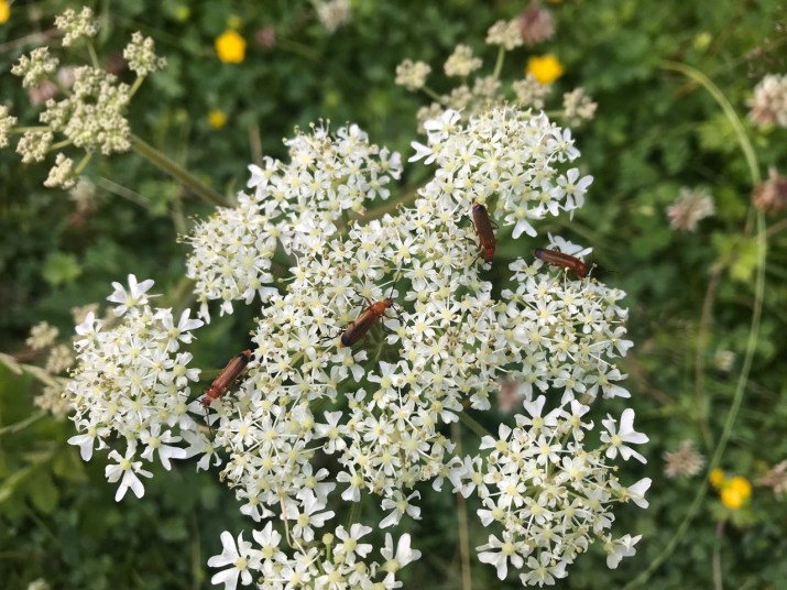 Common Red Soldier Beetle on Hogweed flowers