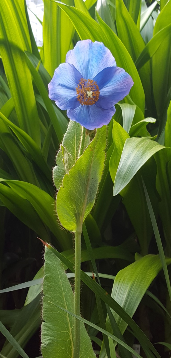 Blue Poppies – Ninewells Community Garden