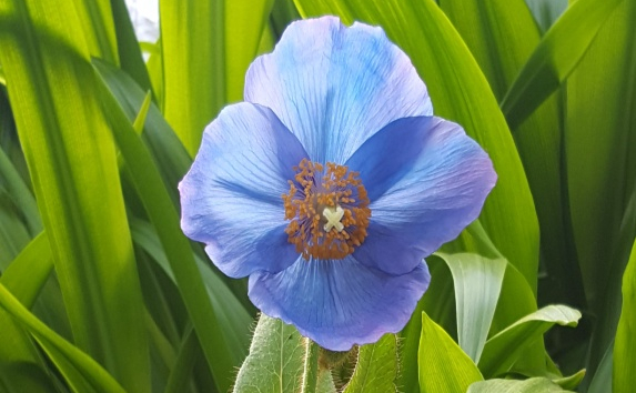 Blue Poppies – Ninewells Community Garden