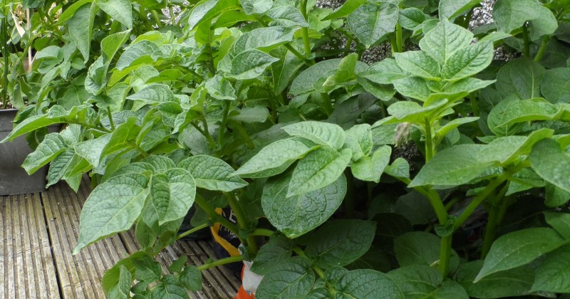 green healthy potato plants growing in bags sitting on decking